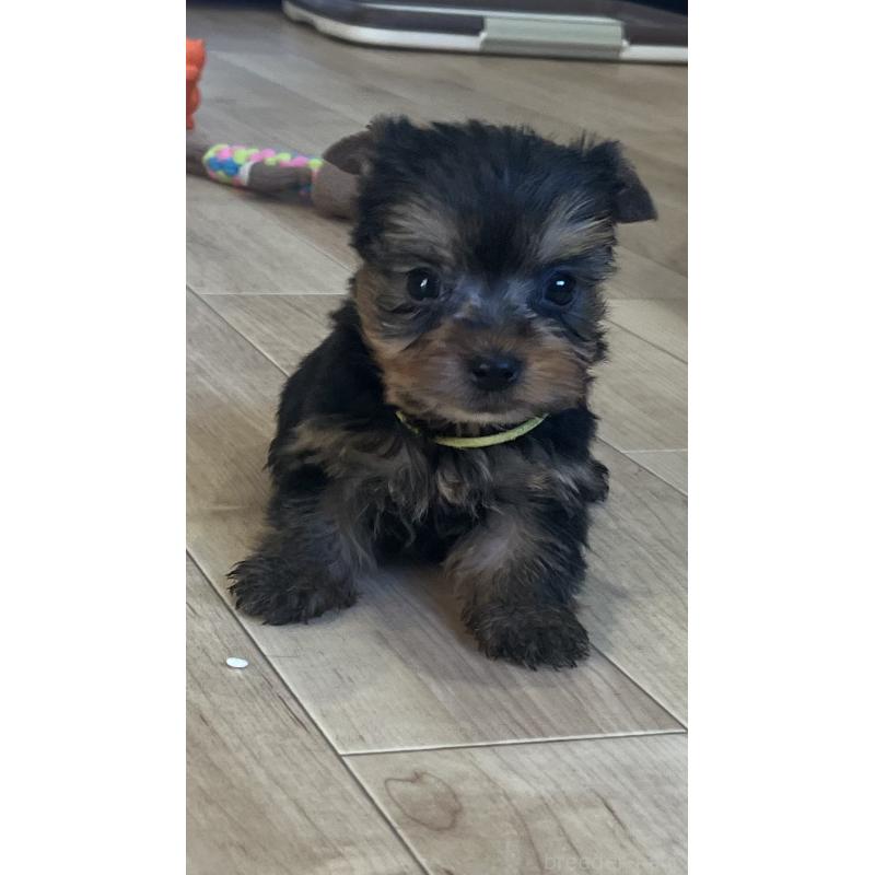 販売中の鹿児島県のヨークシャーテリア-435229の8枚目