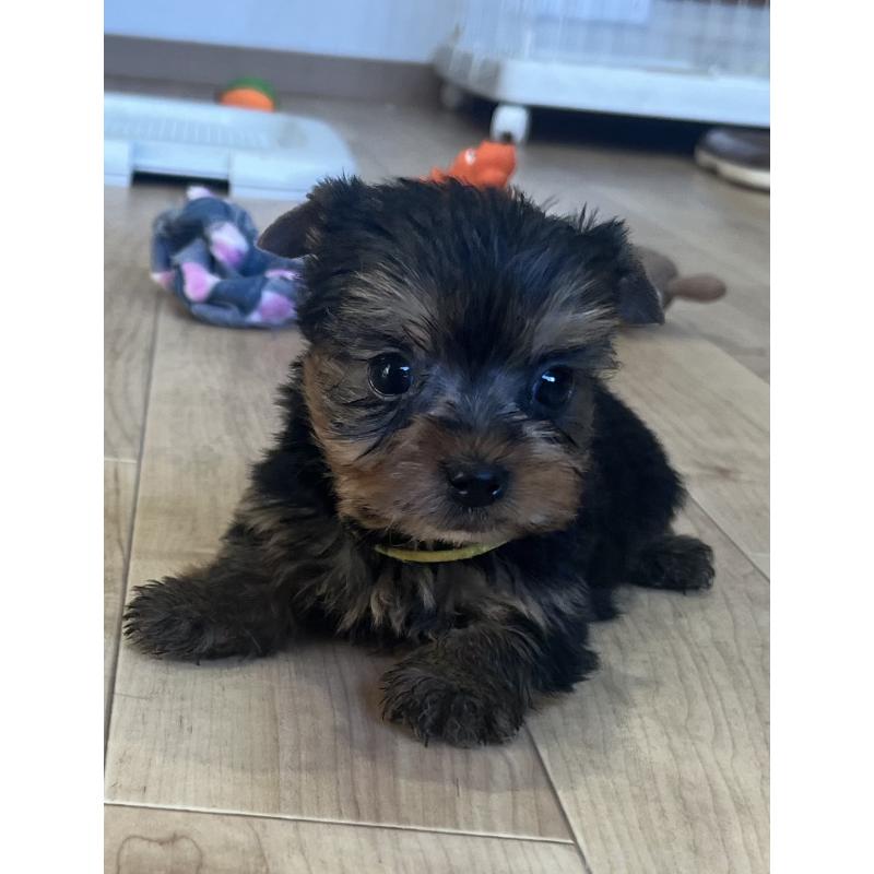 販売中の鹿児島県のヨークシャーテリア-435229の7枚目