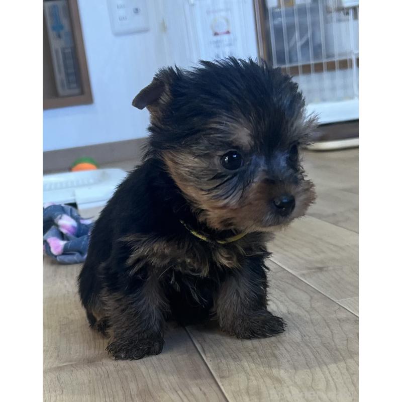 販売中の鹿児島県のヨークシャーテリア-435229の6枚目