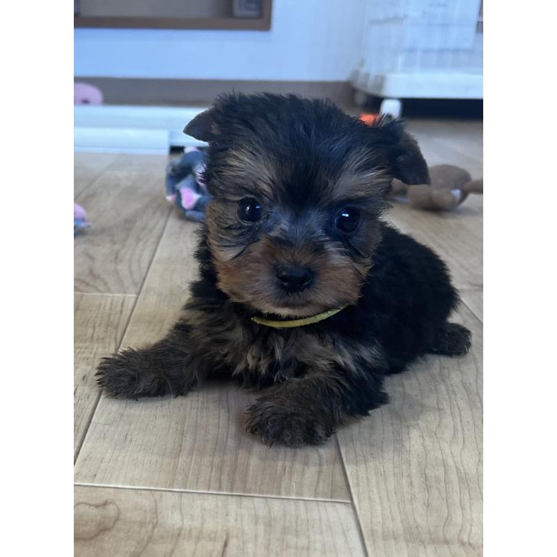 販売中の鹿児島県のヨークシャーテリア-435229の5枚目