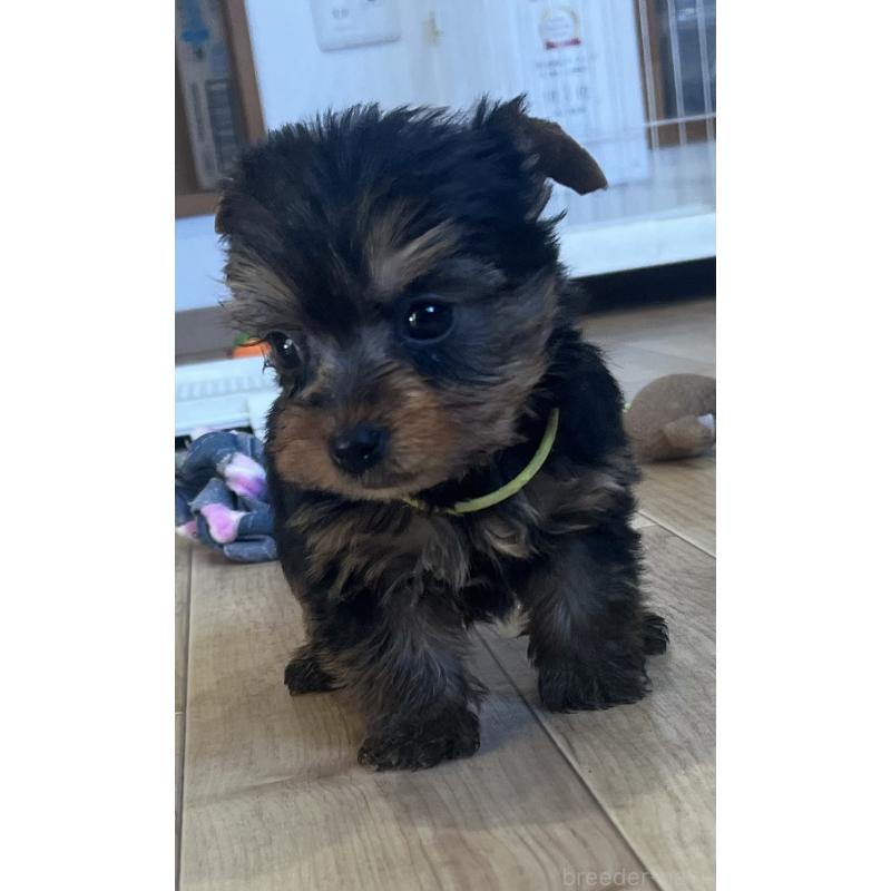 販売中の鹿児島県のヨークシャーテリア-435229の4枚目