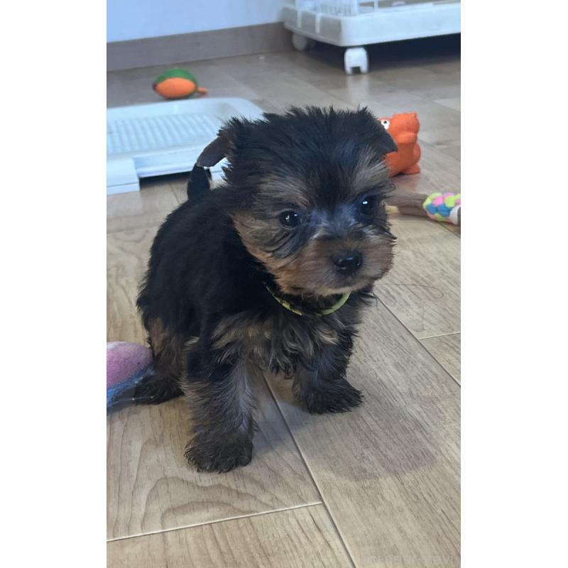 販売中の鹿児島県のヨークシャーテリア-435229の3枚目