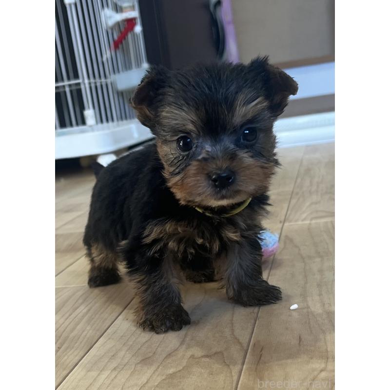 販売中の鹿児島県のヨークシャーテリア-435229の2枚目