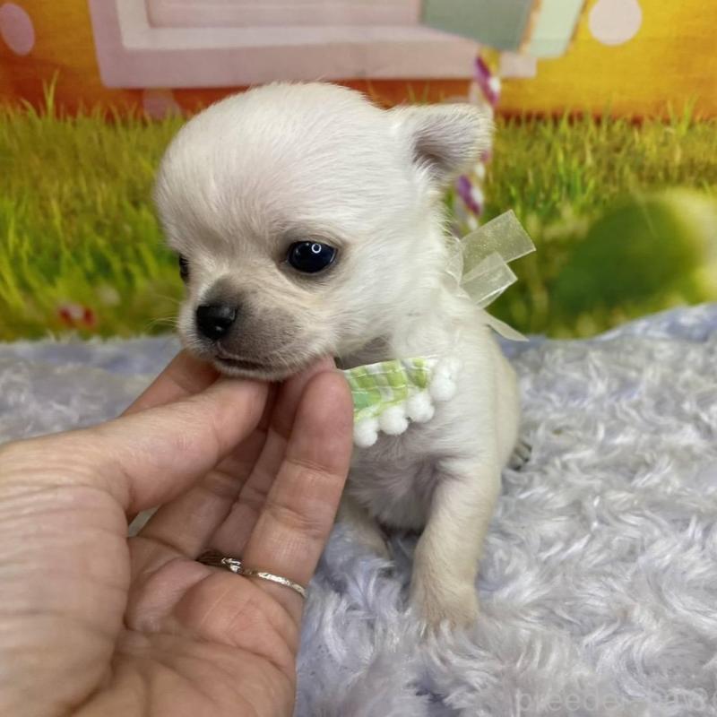 販売中の神奈川県のチワワ(ロングコート)-433293の15枚目