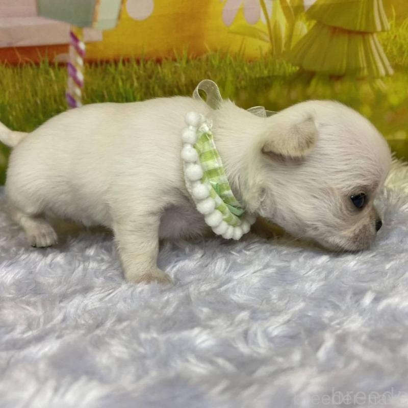 販売中の神奈川県のチワワ(ロングコート)-433293の14枚目