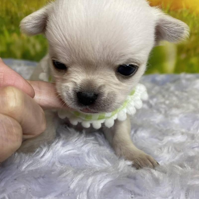 販売中の神奈川県のチワワ(ロングコート)-433293の13枚目