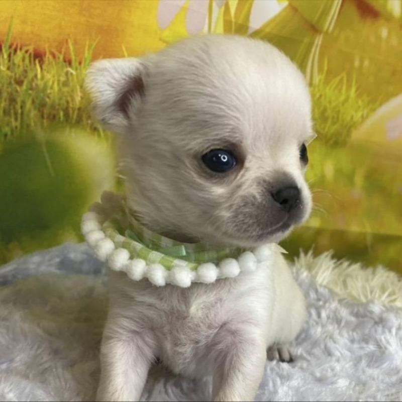 販売中の神奈川県のチワワ(ロングコート)-433293の12枚目