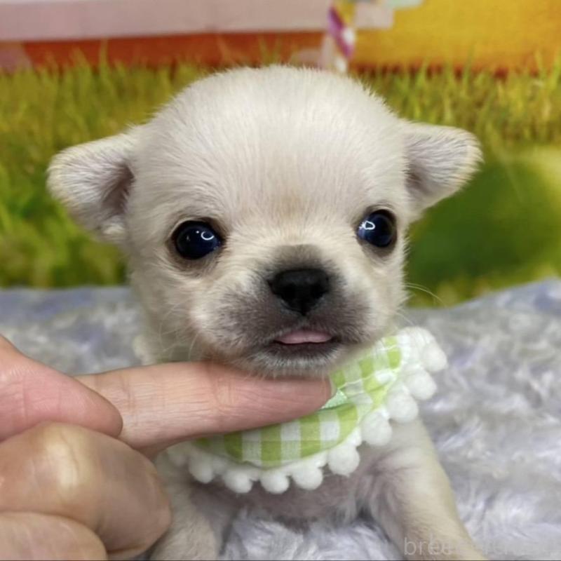 販売中の神奈川県のチワワ(ロングコート)-433293の10枚目