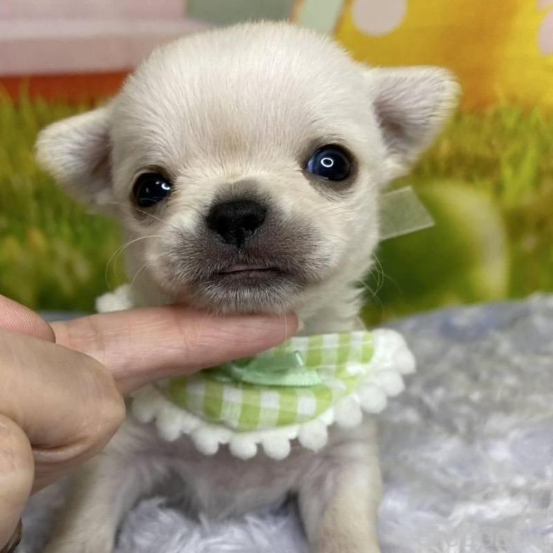 販売中の神奈川県のチワワ(ロングコート)-433293