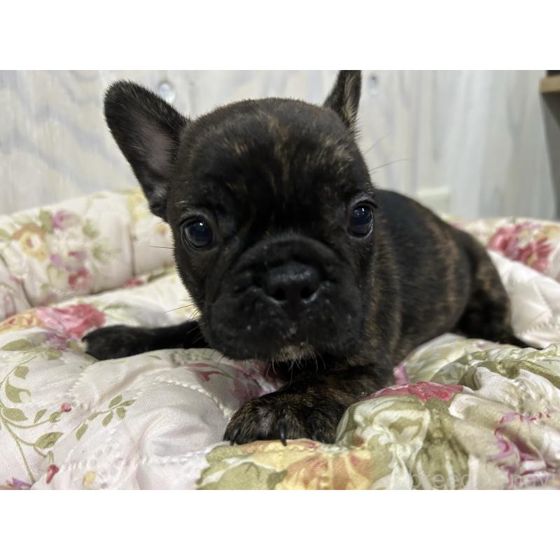 販売中の岐阜県のフレンチブルドッグ-435231の1枚目