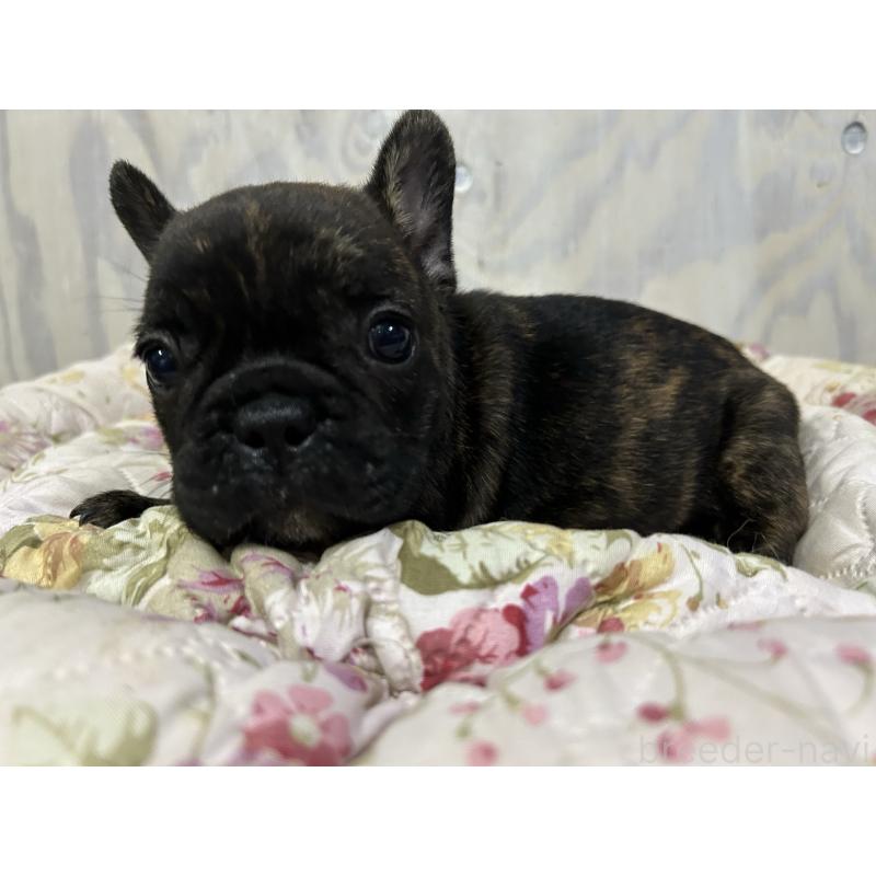 販売中の岐阜県のフレンチブルドッグ-435231の5枚目