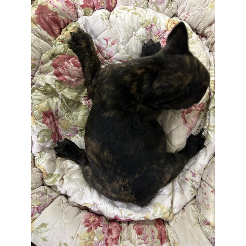 販売中の岐阜県のフレンチブルドッグ-435231の4枚目