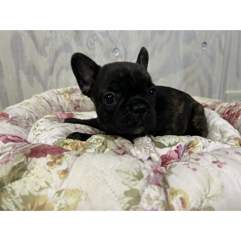 販売中の岐阜県のフレンチブルドッグ-435231の3枚目