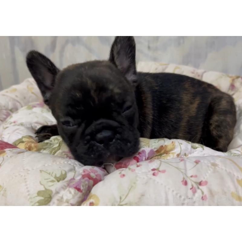 販売中の岐阜県のフレンチブルドッグ-435231の2枚目