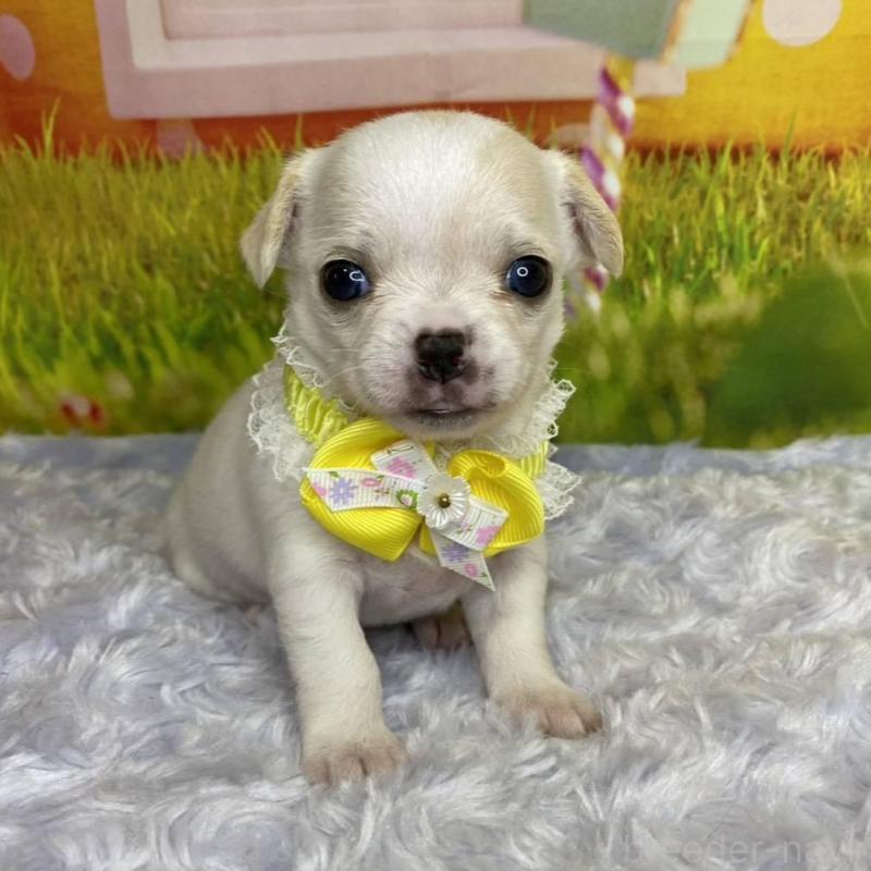 販売中の神奈川県のチワワ(スムースコート)-433294