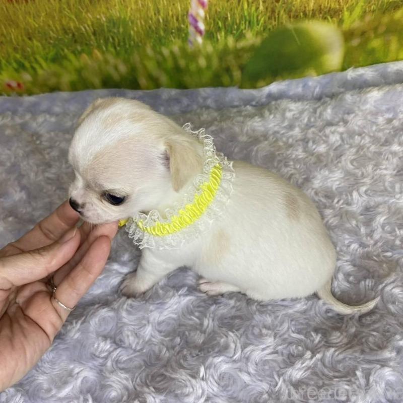 販売中の神奈川県のチワワ(スムースコート)-433294の7枚目