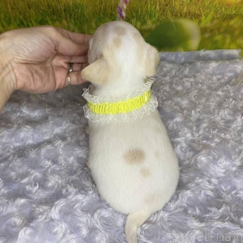 販売中の神奈川県のチワワ(スムースコート)-433294の6枚目