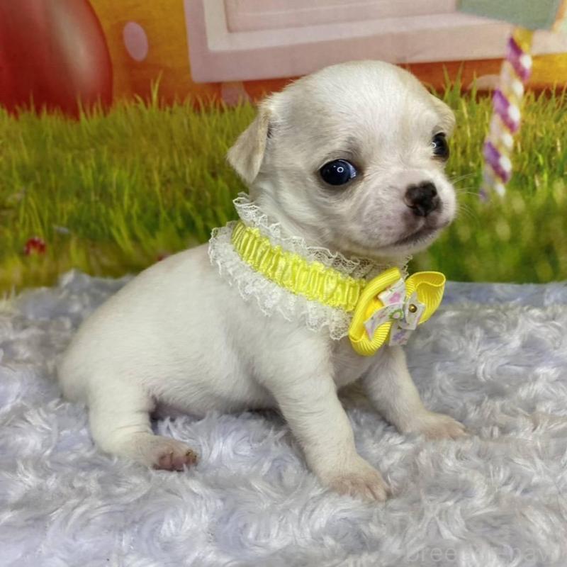 販売中の神奈川県のチワワ(スムースコート)-433294の5枚目