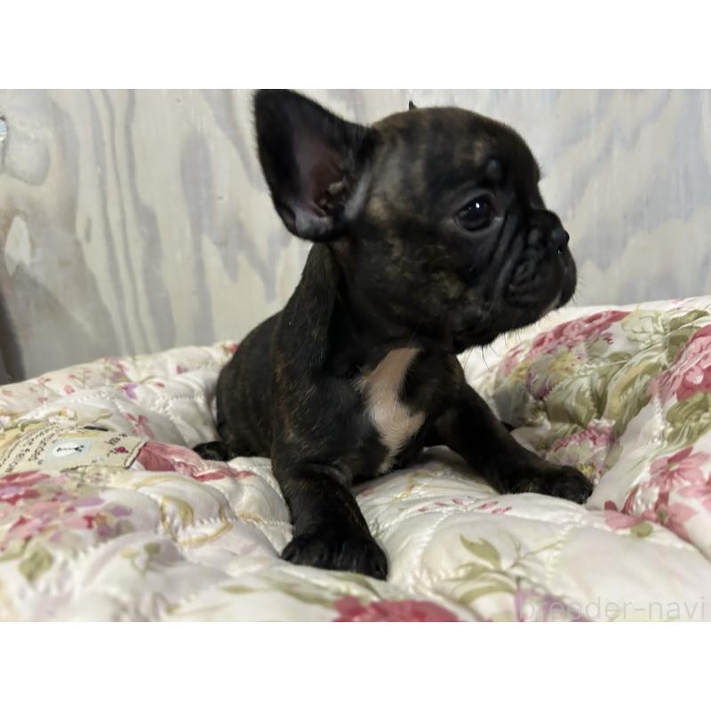 販売中の岐阜県のフレンチブルドッグ-435232