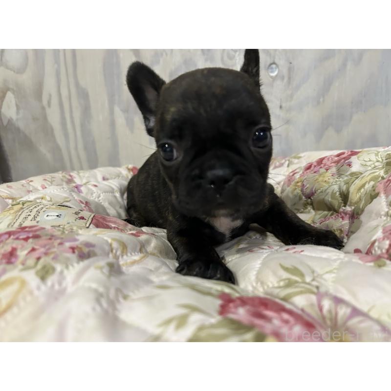 販売中の岐阜県のフレンチブルドッグ-435232の6枚目