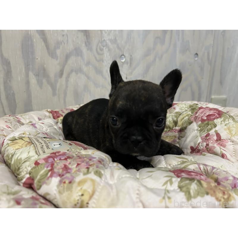 販売中の岐阜県のフレンチブルドッグ-435232の5枚目