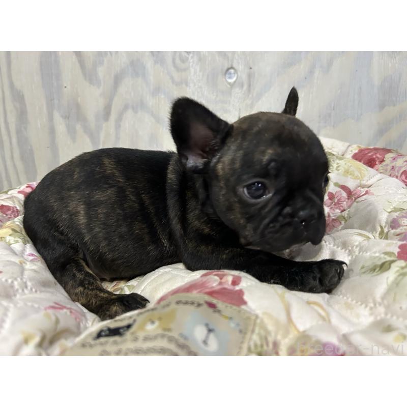 販売中の岐阜県のフレンチブルドッグ-435232の4枚目