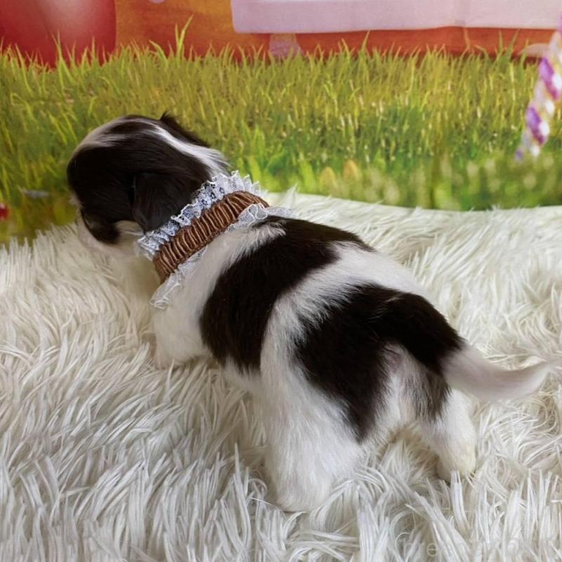 成約済の神奈川県のチワワ(ロングコート)-433279の9枚目