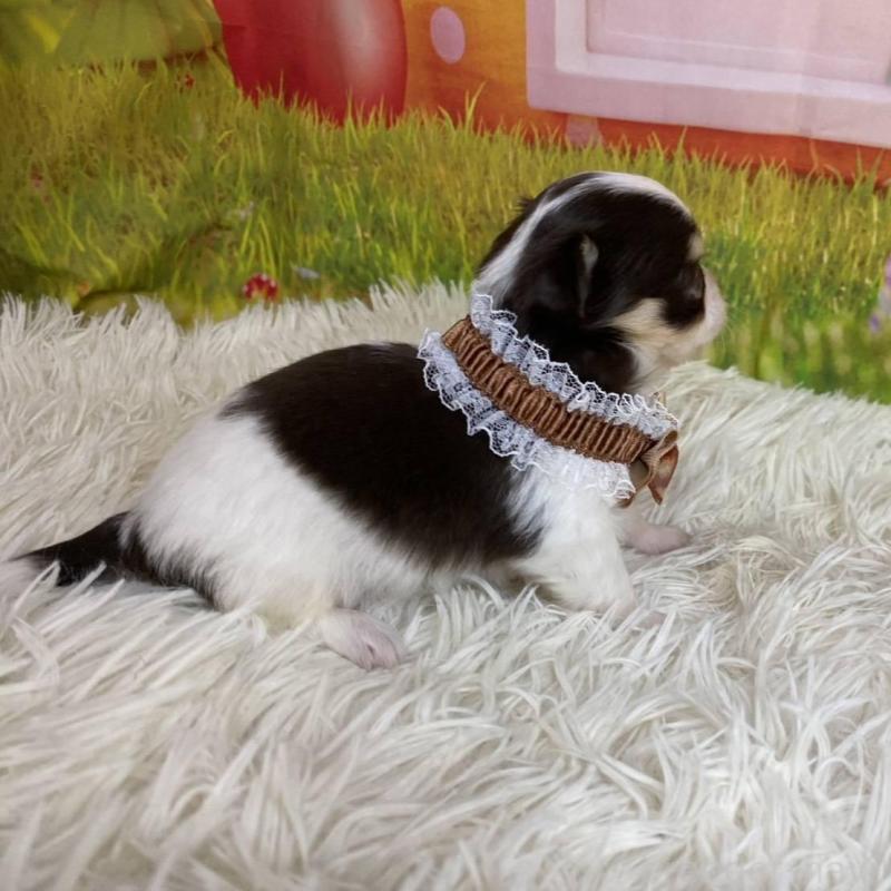 成約済の神奈川県のチワワ(ロングコート)-433279の8枚目