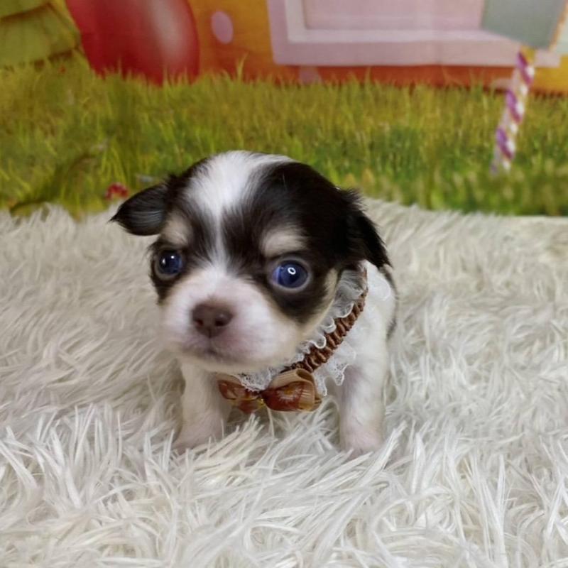 成約済の神奈川県のチワワ(ロングコート)-433279の6枚目