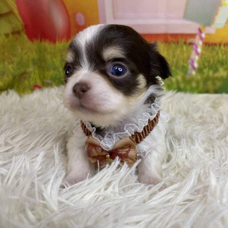 成約済の神奈川県のチワワ(ロングコート)-433279の5枚目