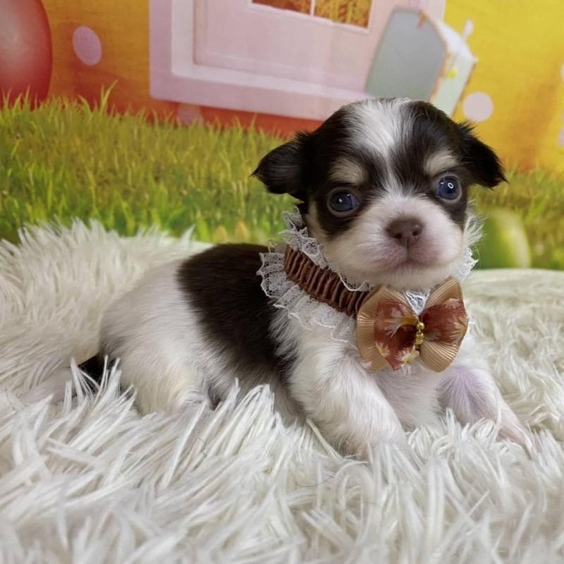 販売中の神奈川県のチワワ(ロングコート)-433279