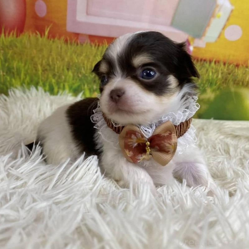 成約済の神奈川県のチワワ(ロングコート)-433279の4枚目