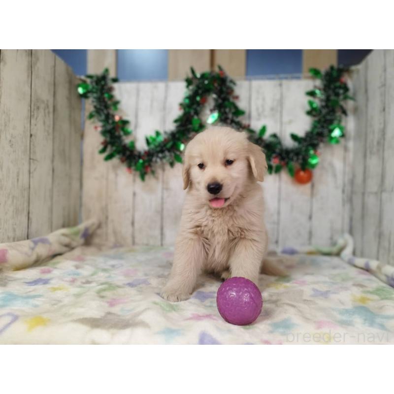 成約済の三重県のゴールデンレトリーバー-432031の5枚目