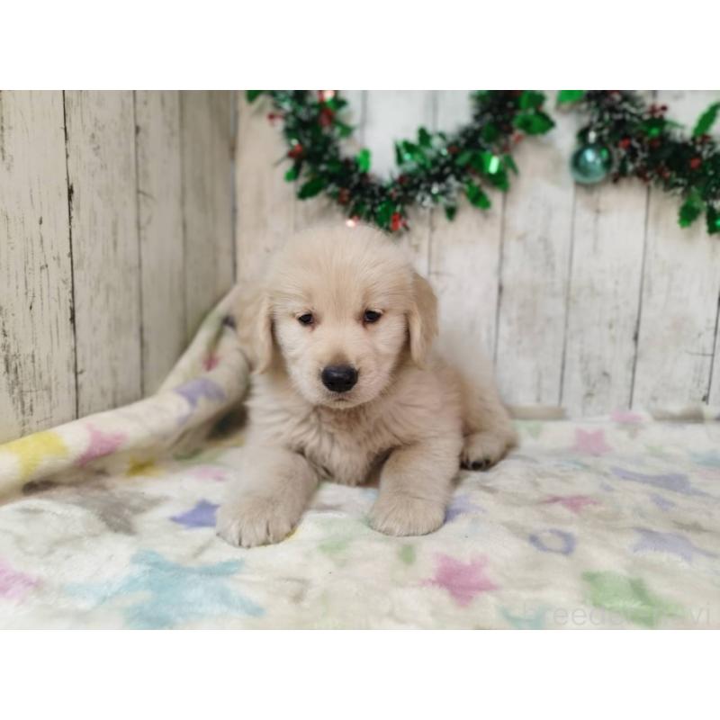 成約済の三重県のゴールデンレトリーバー-432031の4枚目