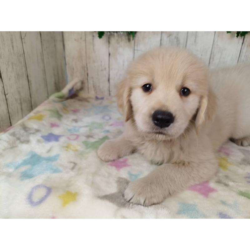 成約済の三重県のゴールデンレトリーバー-432031の3枚目