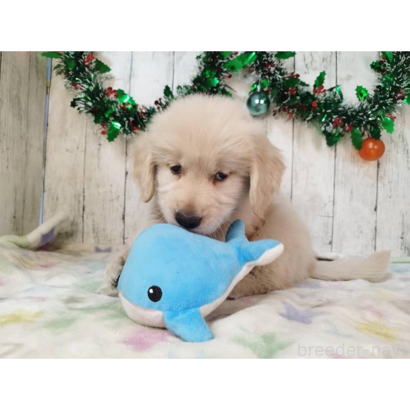 成約済の三重県のゴールデンレトリーバー-432031の2枚目