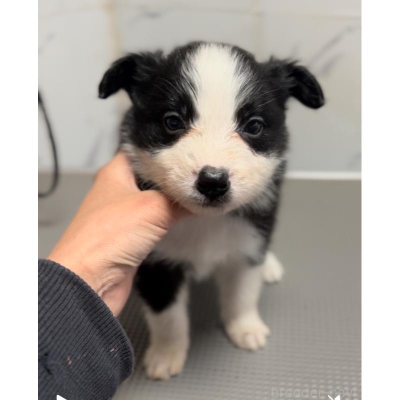 販売中の兵庫県のボーダーコリー-433448