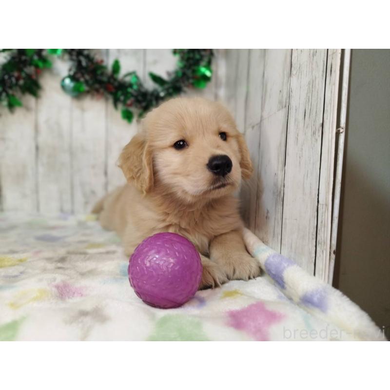 成約済の三重県のゴールデンレトリーバー-432034の5枚目