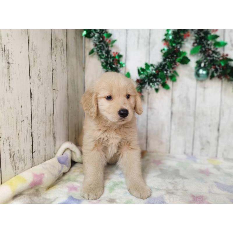 成約済の三重県のゴールデンレトリーバー-432034の4枚目