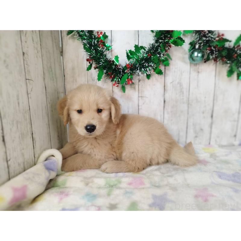 成約済の三重県のゴールデンレトリーバー-432034の3枚目