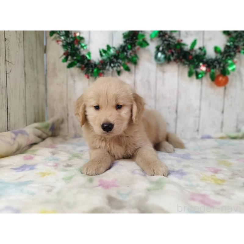 成約済の三重県のゴールデンレトリーバー-432034の2枚目