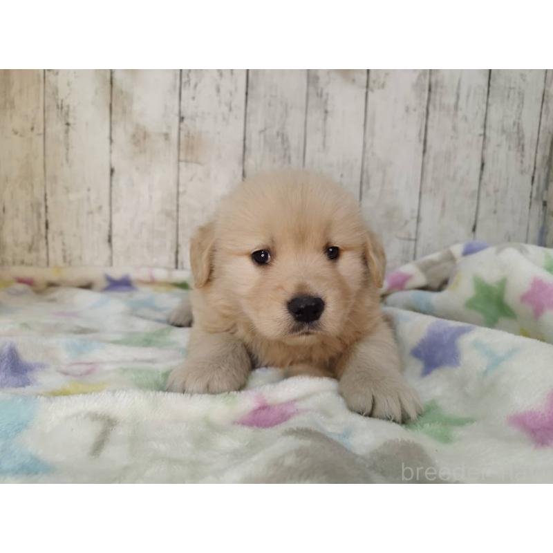 成約済の三重県のゴールデンレトリーバー-432037の5枚目