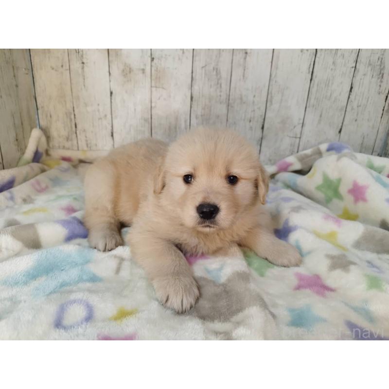 成約済の三重県のゴールデンレトリーバー-432037の4枚目