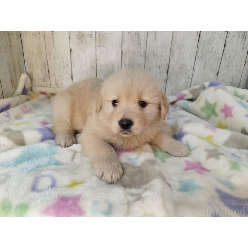 成約済の三重県のゴールデンレトリーバー-432037の3枚目