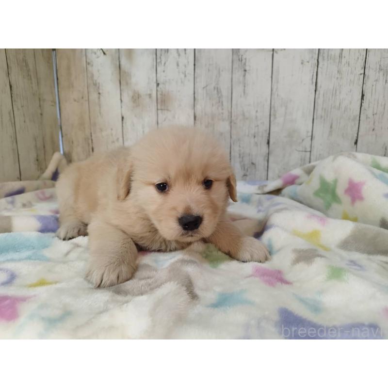 成約済の三重県のゴールデンレトリーバー-432037の2枚目