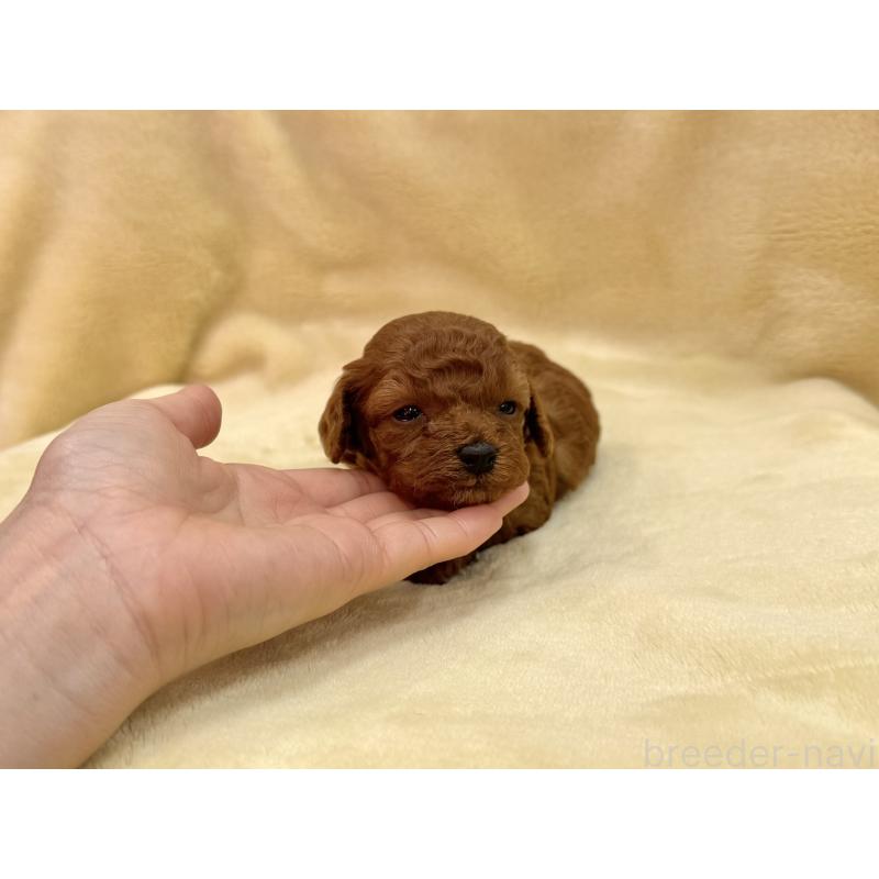 成約済の愛知県のトイプードル-433486の6枚目