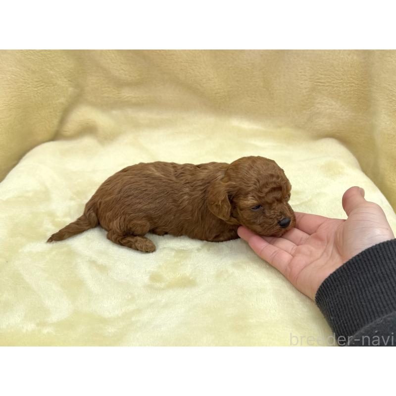 成約済の愛知県のトイプードル-433486の4枚目