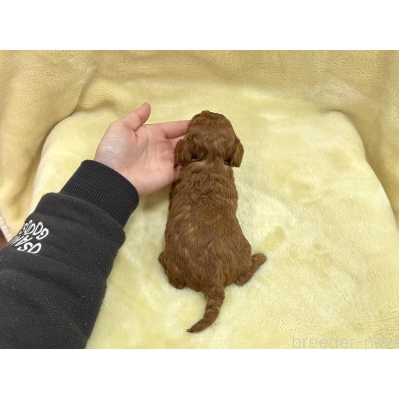 成約済の愛知県のトイプードル-433486の2枚目