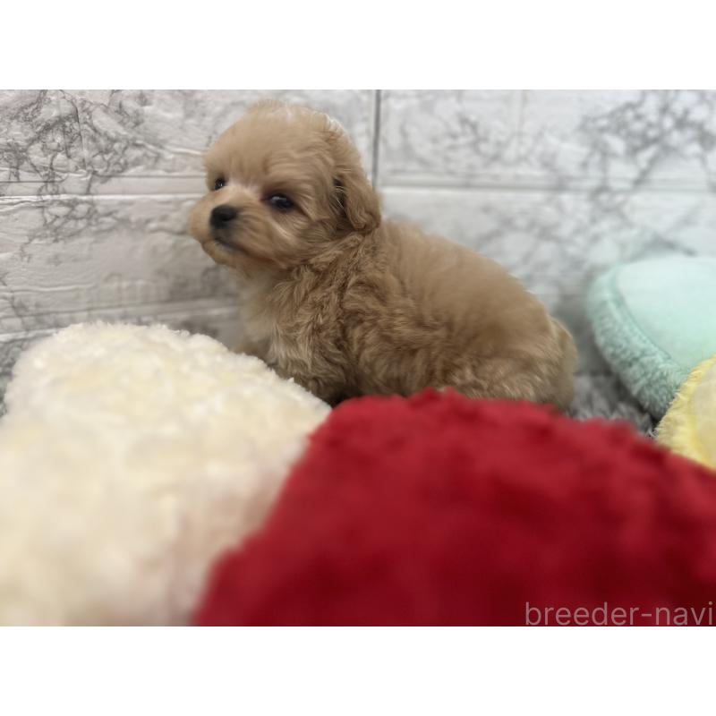 販売中の三重県のマルプー:マルチーズ×トイプードル-426277の6枚目