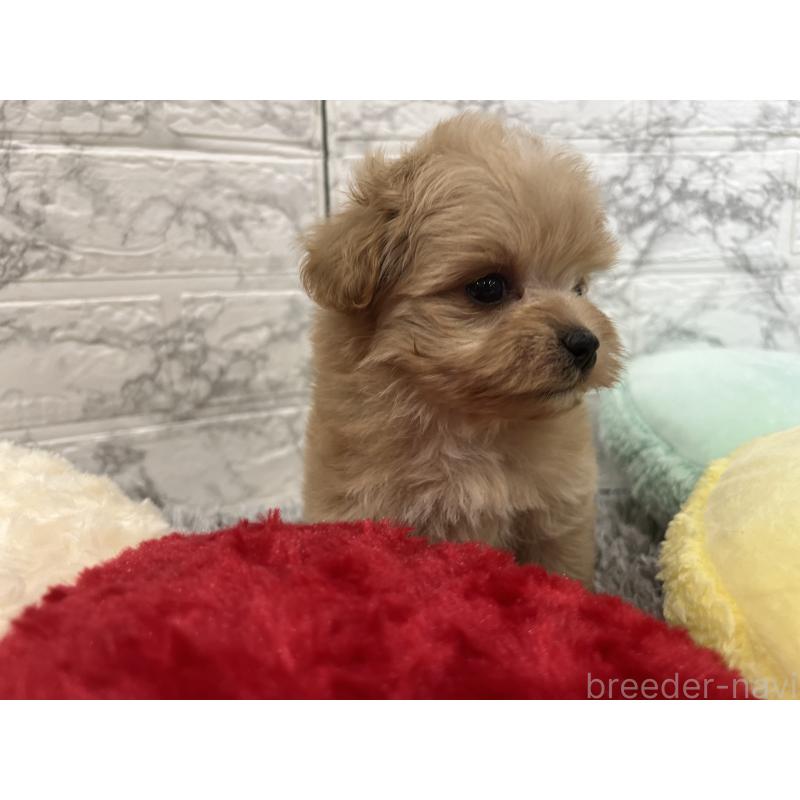 販売中の三重県のマルプー:マルチーズ×トイプードル-426277の5枚目